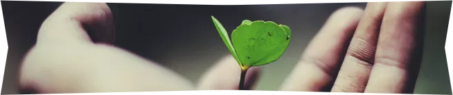A plant starting to grow in the palm of a hand